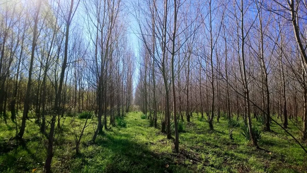 Plantación de compensación ambiental