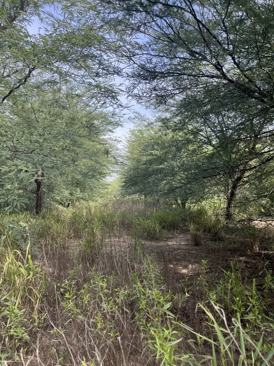 Plantación bajo Ley Agroforestal