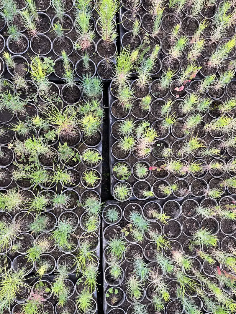 Plantines en bandejas en el vivero
