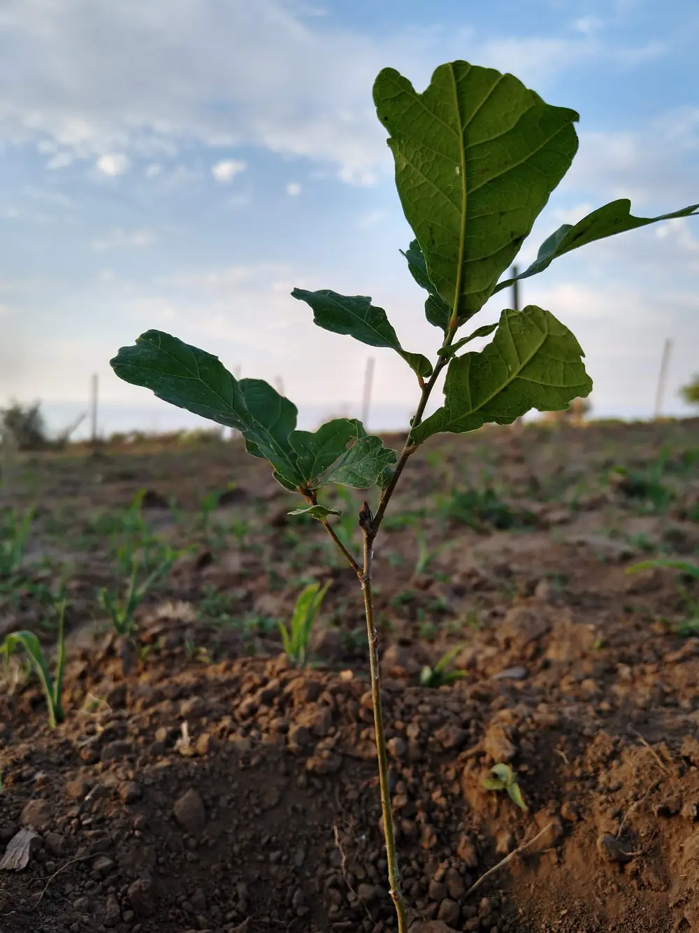 Proyecto Otto Agustín – Totoral, Córdoba