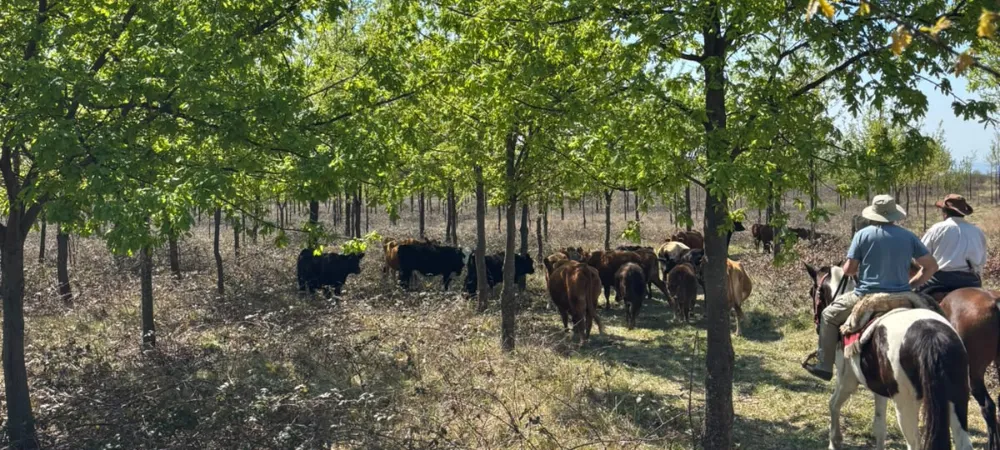 Plantación de árboles integrada con ganado en un sistema silvopastoril