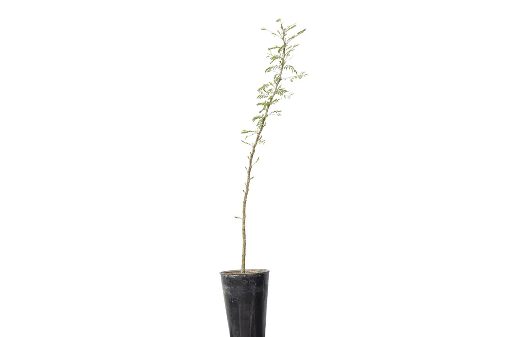 Espinillo-Vachellia-caven-250cc-1-scaled