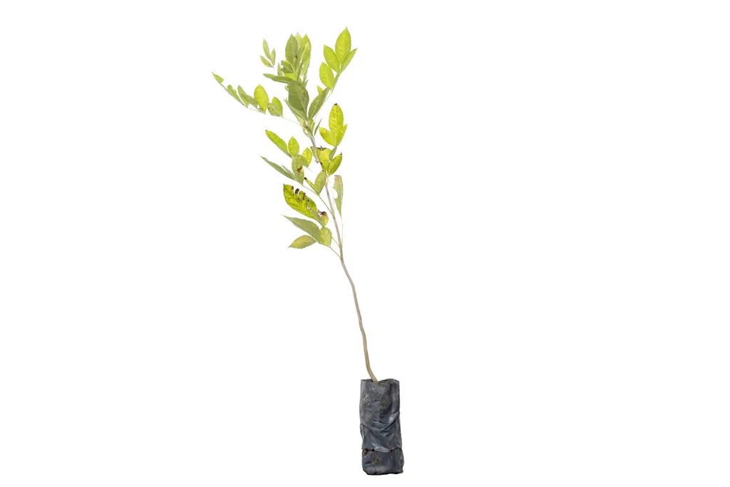 Fresno-americano-Flaxinus-americana-500cc-1-scaled