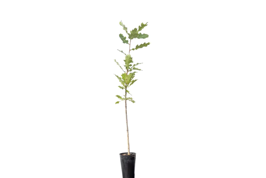 Roble-Europeo-Quercus-robur-250cc-2-1-scaled