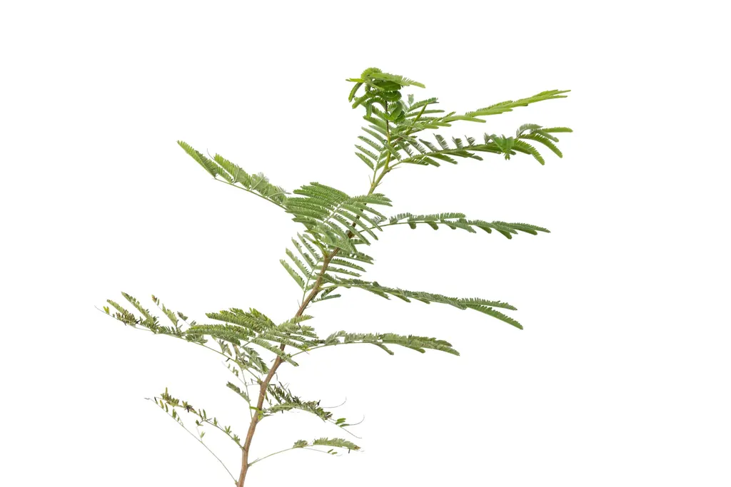 Tusca-Vachellia-aroma-500cc-2-scaled