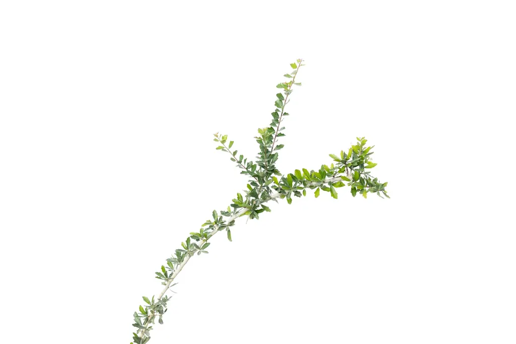 Moradillo (Schinus fasciculatus)