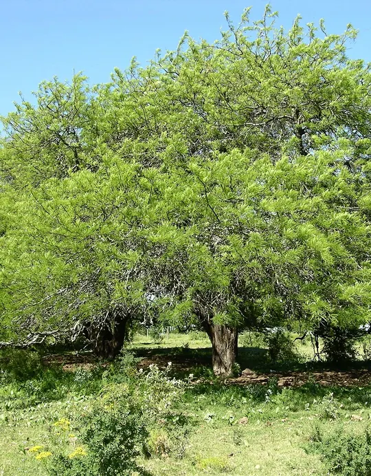 Coco (Zanthoxylum coco)