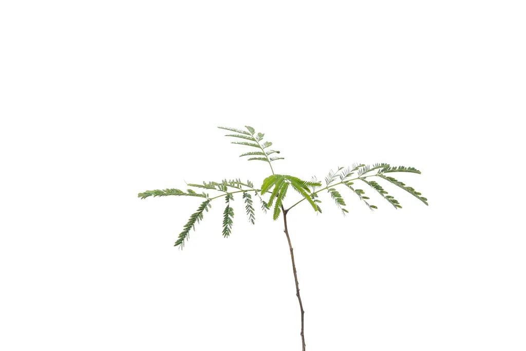 Lagaña de Perro (Erythrostemon gilliesii)