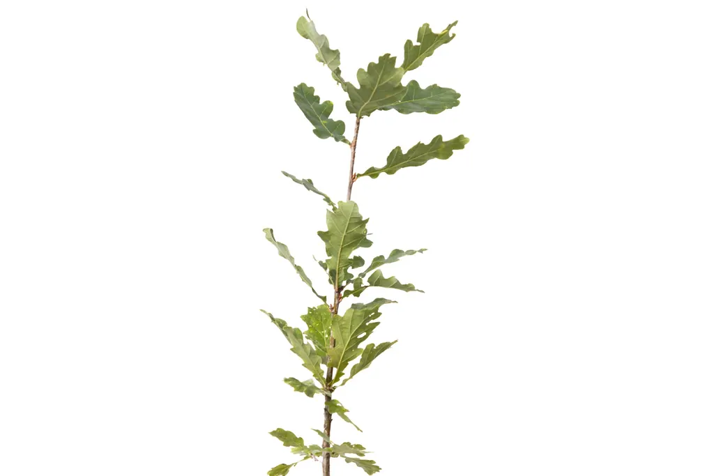 Roble Europeo (Quercus robur)