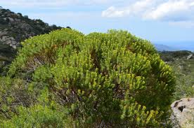 Romerillo (Baccharis aliena)