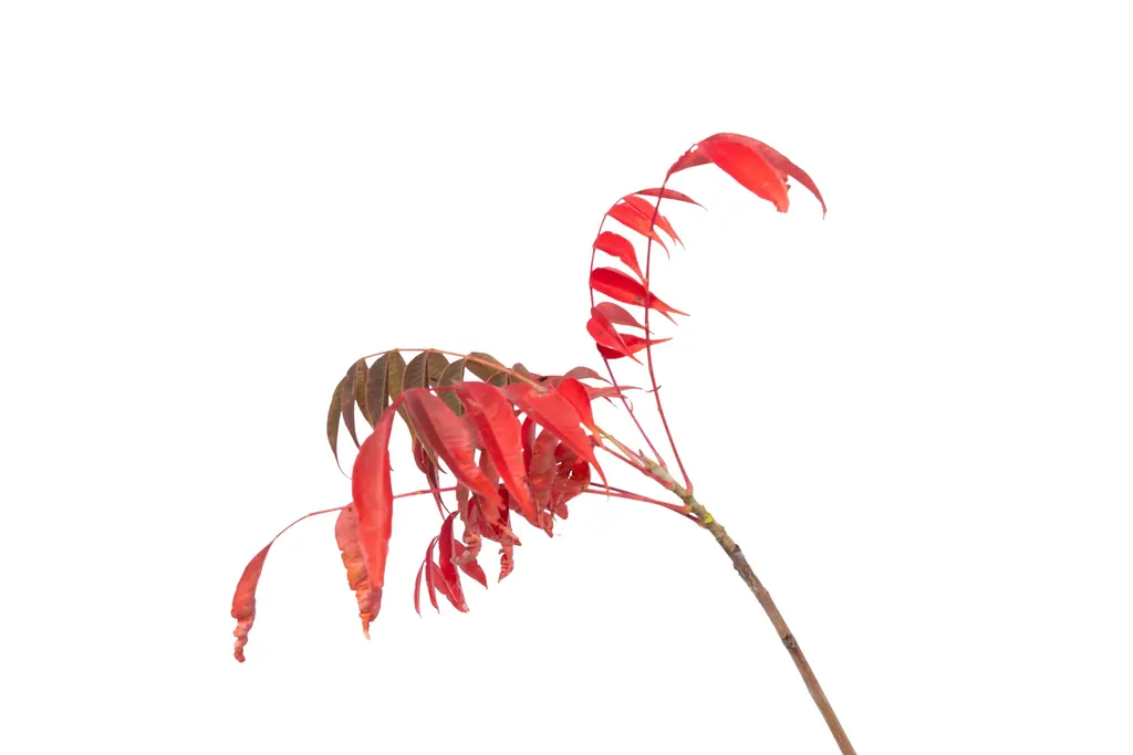 Rhus (Toxicodendron succedaneum)