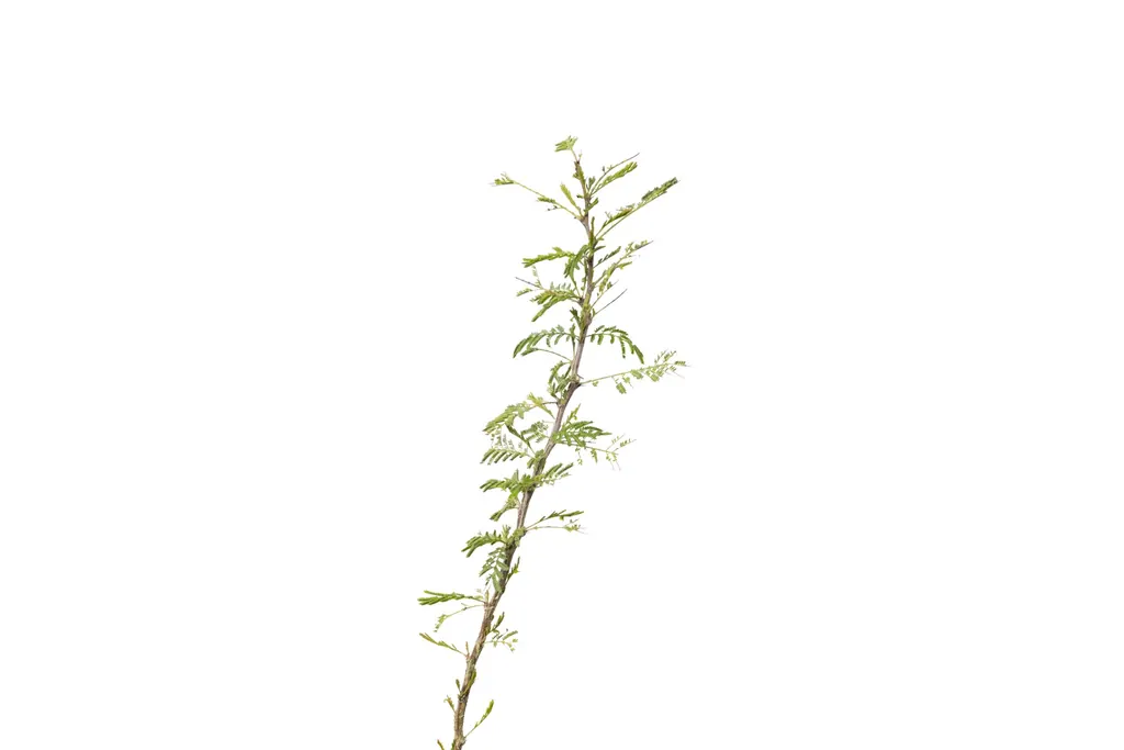 Espinillo negro (Vachellia astringens)