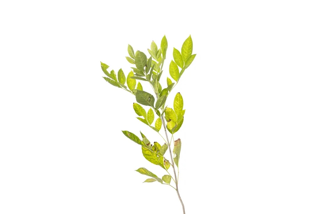 Fresno americano (Fraxinus americana)
