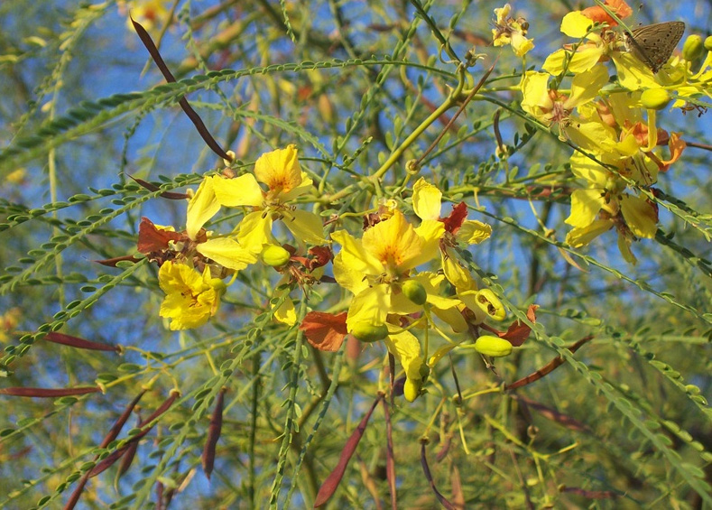 Cina Cina (Parkinsonia aculeata)