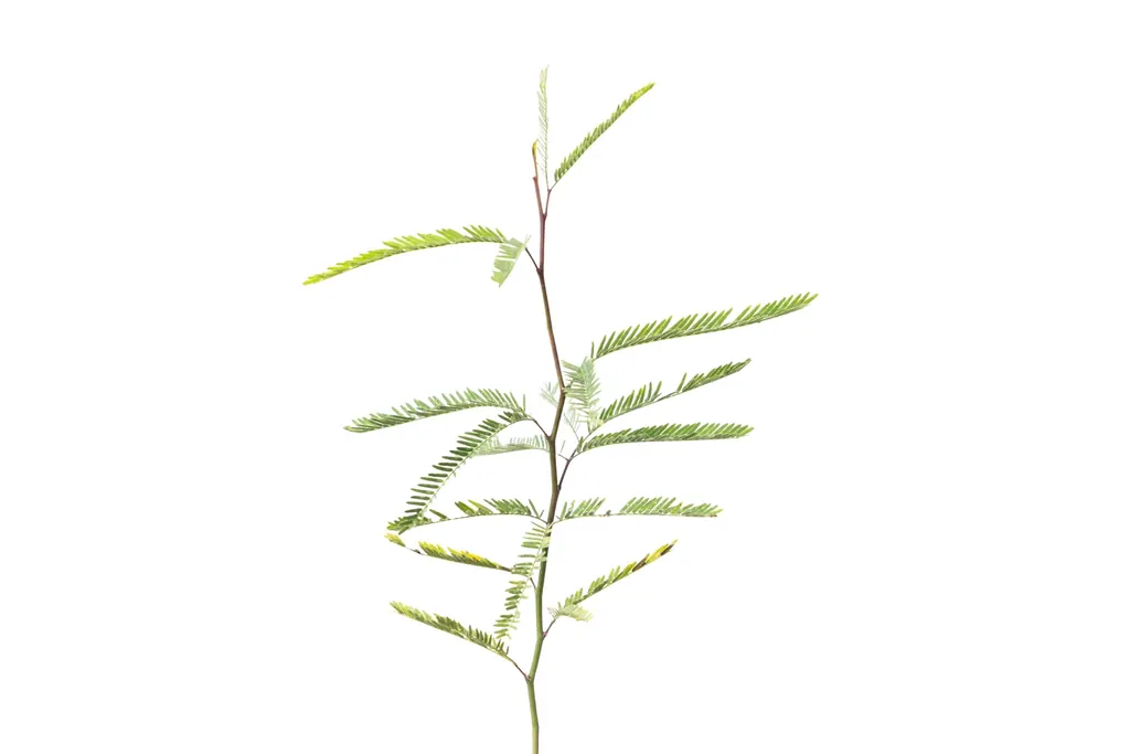 Algarrobo (Neltuma chilensis)