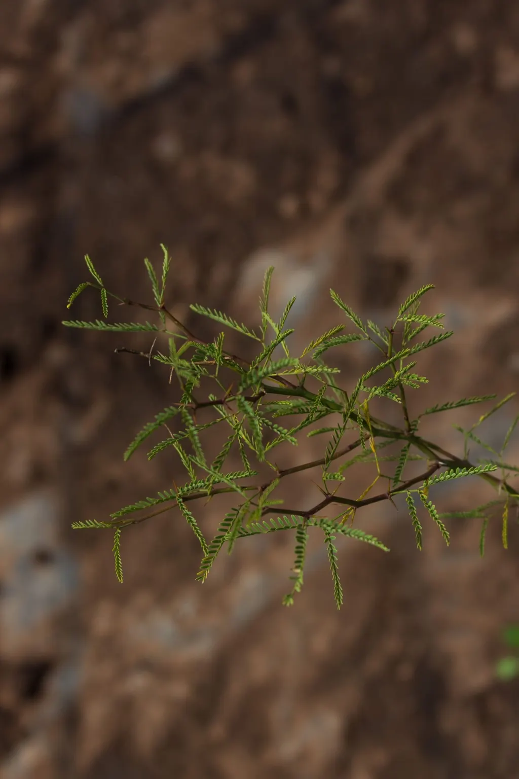 Algarrobo (Neltuma flexuosa)