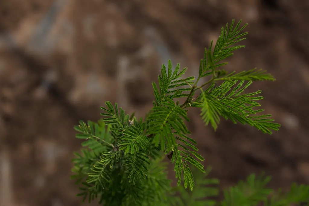 Tusca (Vachellia aroma)