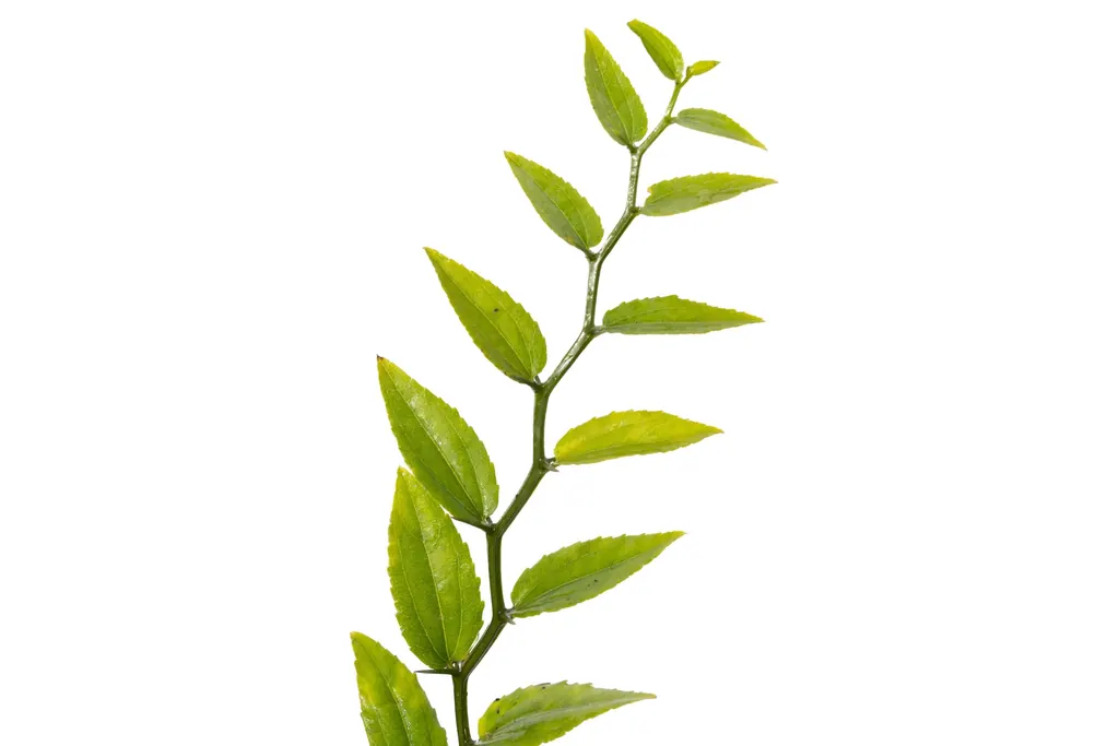 Mistol (Sarcomphalus mistol)
