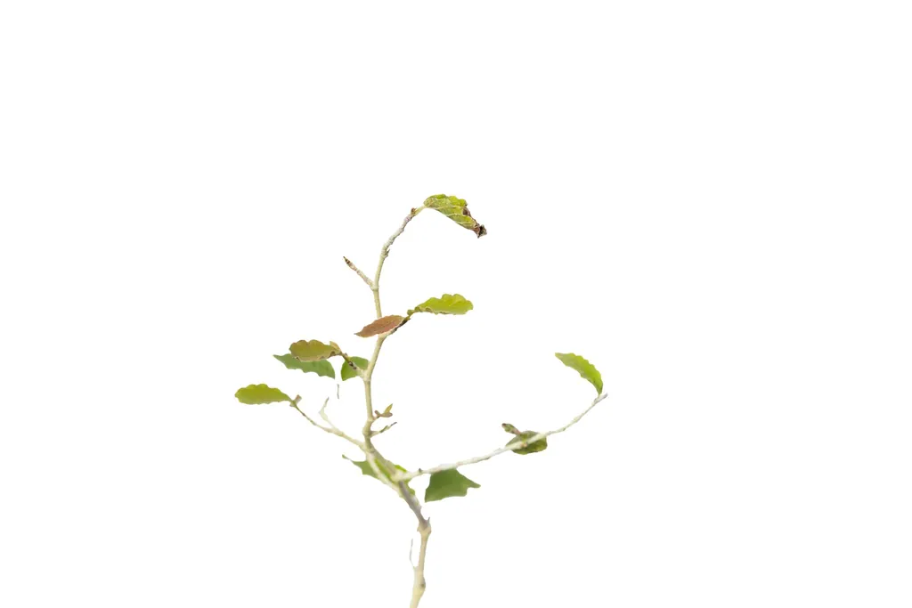Manzano de Campo (Ruprechtia apetala)