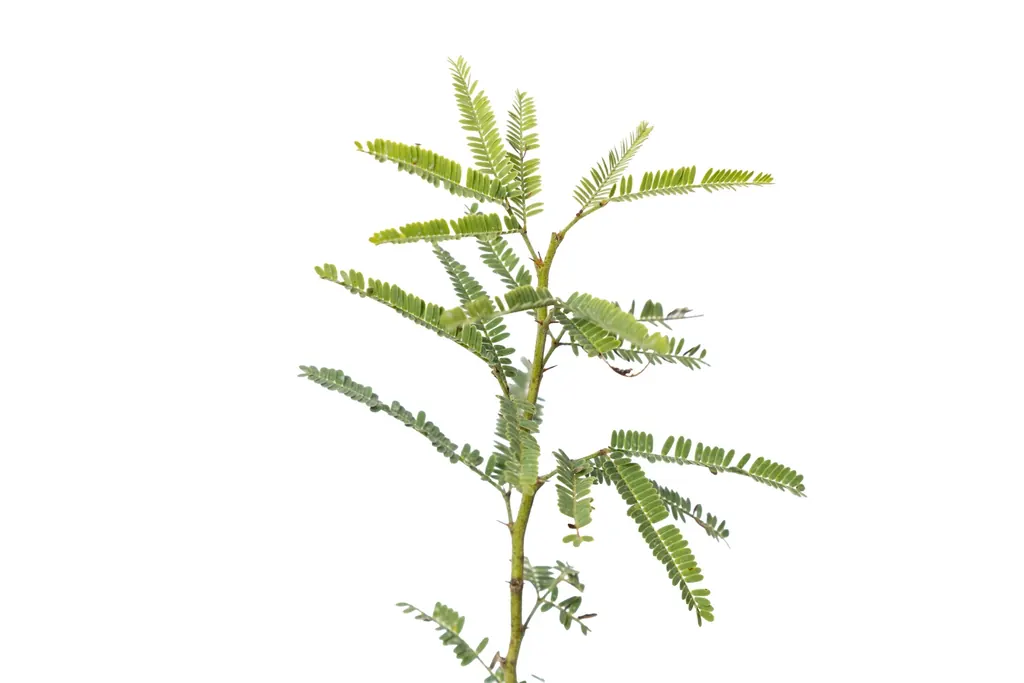 Caldén (Neltuma caldenia)