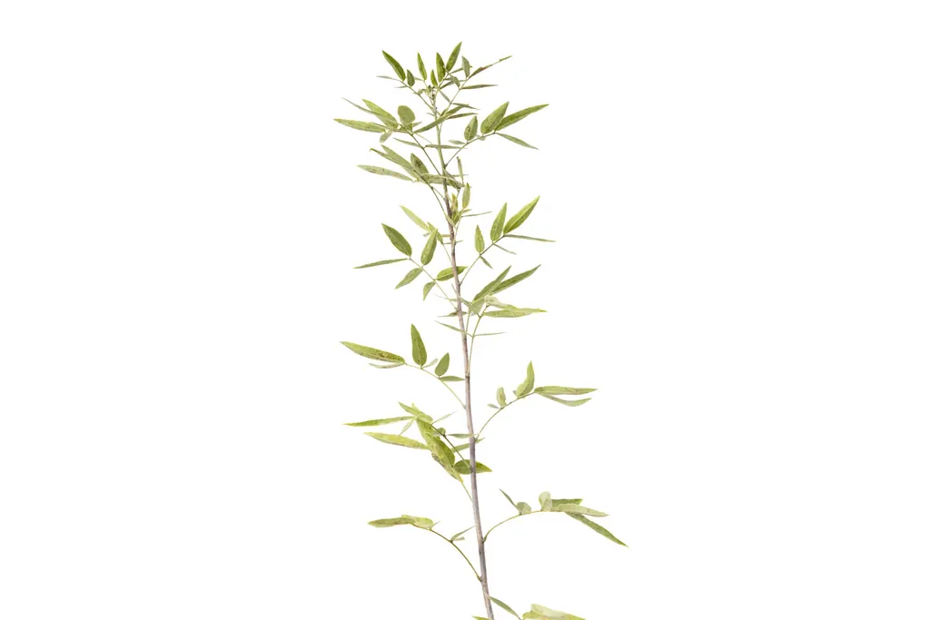 Sen del campo (Senna corymbosa)